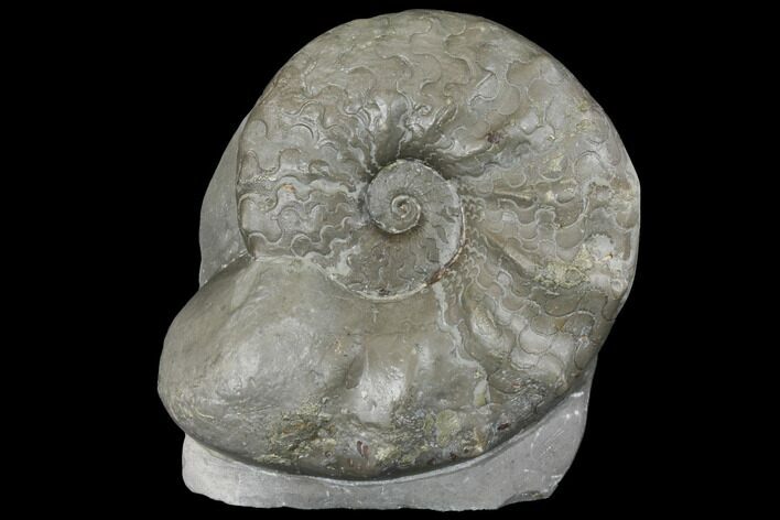 Fossil Triassic Ammonite (Ceratites) - Germany #130203